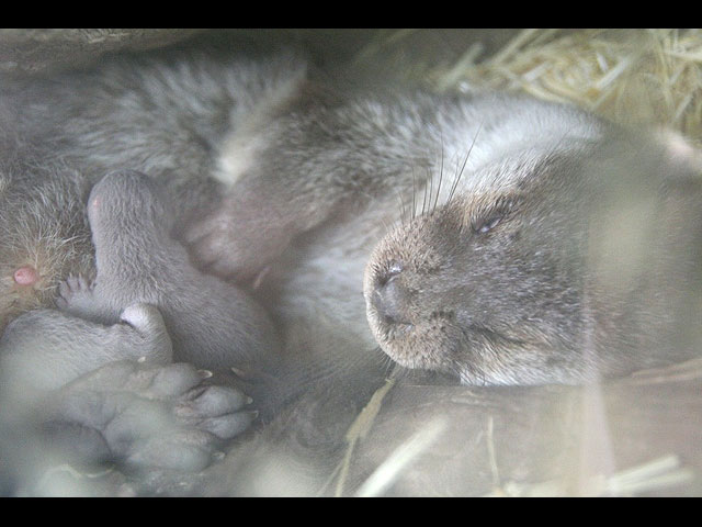 Desarrollo Sostenible y la Fundación Terra Natura logran las primeras crías de nutria nacidas en cautividad - 2, Foto 2