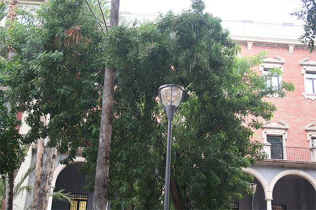 La Universidad de Murcia intenta salvar un algarrobo en el campus de la Merced - 1, Foto 1