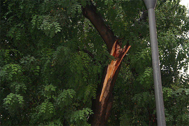 La Universidad de Murcia intenta salvar un algarrobo en el campus de la Merced - 2, Foto 2