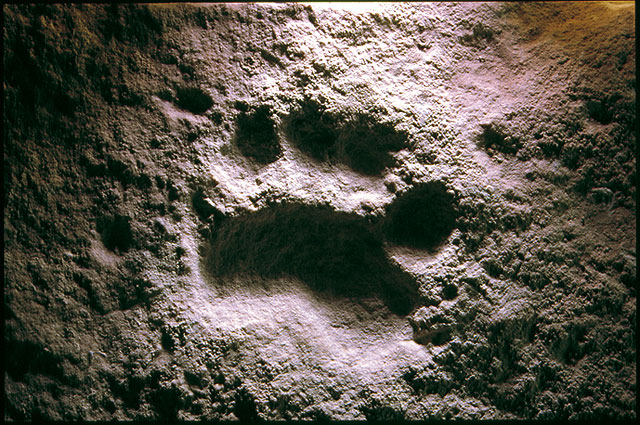 Una huella de oso de 6 millones de años, hallada en Jumilla, formará parte de una exposición en el Museo Arqueológico de Murcia - 1, Foto 1