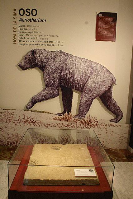 Una huella de oso de 6 millones de años, hallada en Jumilla, formará parte de una exposición en el Museo Arqueológico de Murcia - 2, Foto 2