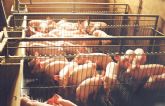 Agricultura considera controlada la enfermedad del Aujeszky en la cabaña porcina regional