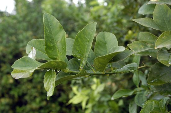 ASAJA Murcia lamenta que las lluvias contínuas no han permitido una recolección continuada en cítricos - 1, Foto 1