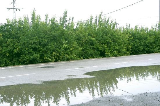 ASAJA Murcia lamenta que las lluvias contínuas no han permitido una recolección continuada en cítricos - 2, Foto 2