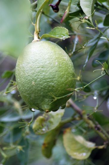 ASAJA Murcia lamenta que las lluvias contínuas no han permitido una recolección continuada en cítricos - 3, Foto 3