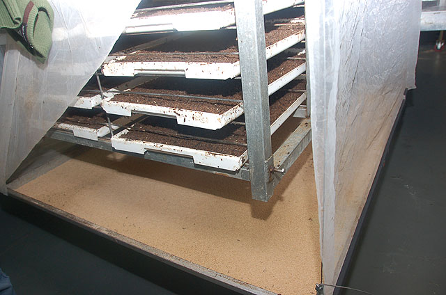 Agricultura estudia emplear machos estériles para combatir la mosca de la fruta - 1, Foto 1