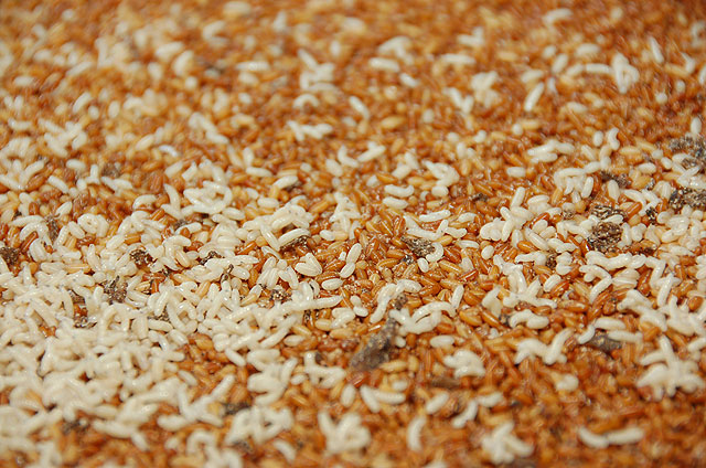 Agricultura estudia emplear machos estériles para combatir la mosca de la fruta - 2, Foto 2