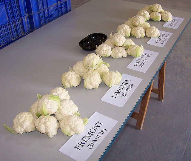 Agricultura prevé que el cultivo de coliflor en la Región aumentará con la aparición de nuevas variedades - 1, Foto 1