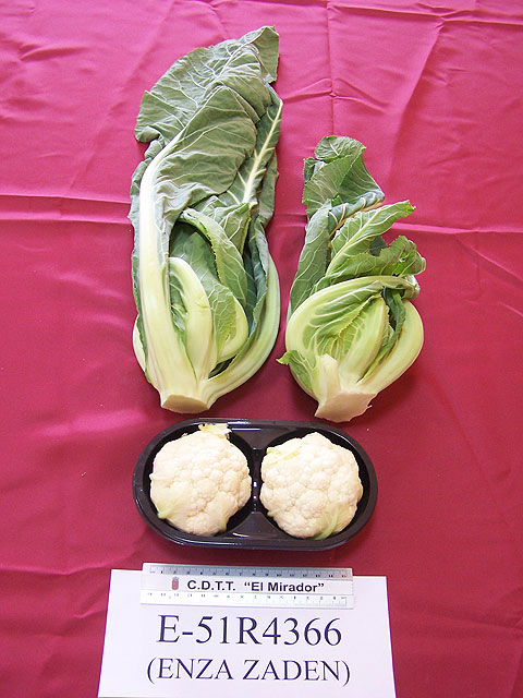 Agricultura prevé que el cultivo de coliflor en la Región aumentará con la aparición de nuevas variedades - 2, Foto 2