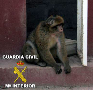 La Guardia Civil decomisa un Mono de Gibraltar en Águilas - 1, Foto 1