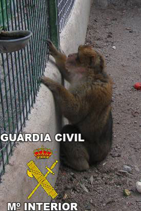 La Guardia Civil decomisa un Mono de Gibraltar en Águilas - 2, Foto 2