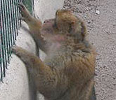 La Guardia Civil decomisa un Mono de Gibraltar en guilas