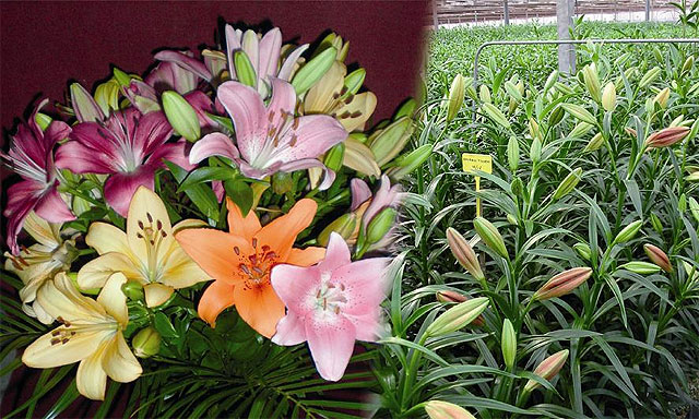 Agricultura publica un estudio sobre el comportamiento de nuevas variedades de Lilium para floración en días cortos - 1, Foto 1