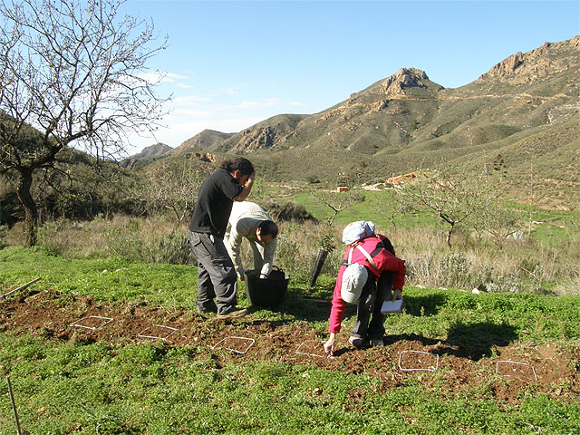 Avances en la recuperación del garbancillo de Tallante - 1, Foto 1