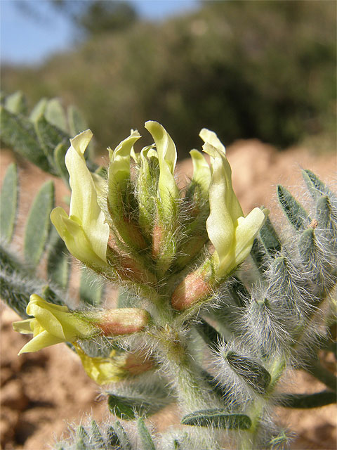 Avances en la recuperación del garbancillo de Tallante - 2, Foto 2