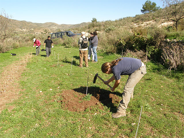Avances en la recuperación del garbancillo de Tallante - 3, Foto 3