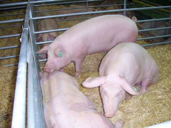 El Ayuntamiento firmará sendos convenios durante las dos próximas semanas con las organizaciones agrarias y ganaderas de la localidad por un importe total de 24.000 euros, Foto 1