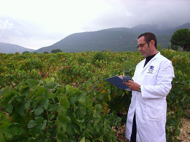 Finaliza la vendimia en Casa de la Ermita con una ‘calidad de las uvas superior a la de añadas anteriores’ - 1, Foto 1
