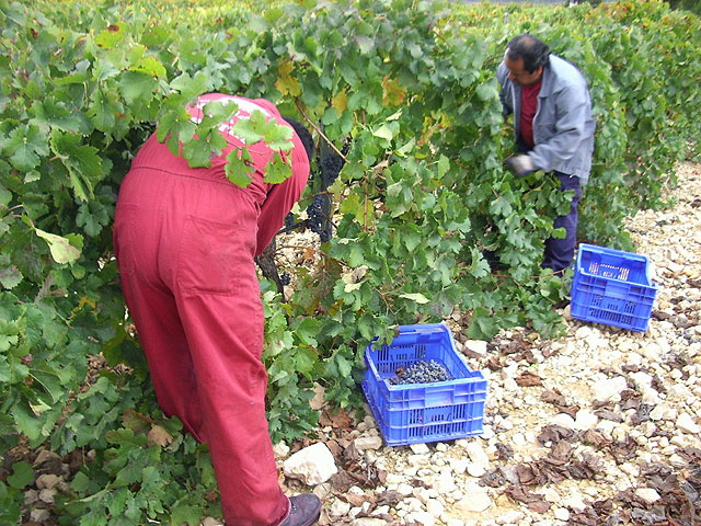 Finaliza la vendimia en Casa de la Ermita con una ‘calidad de las uvas superior a la de añadas anteriores’ - 2, Foto 2