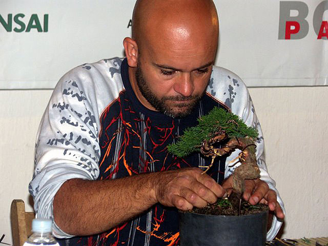 El torreño Antonio Fernández Torres, campeón entre bonsáis - 1, Foto 1