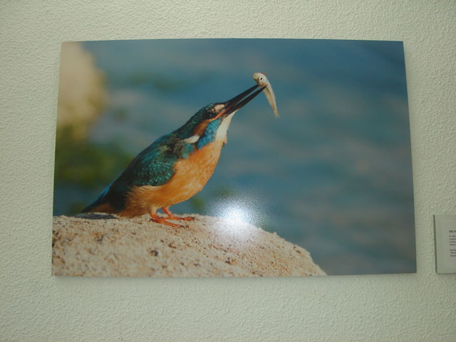 Una exposición muestra la riqueza medioambiental del Mar Menor - 2, Foto 2
