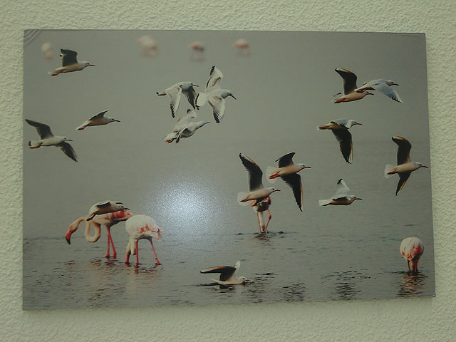 Una exposición muestra la riqueza medioambiental del Mar Menor - 3, Foto 3
