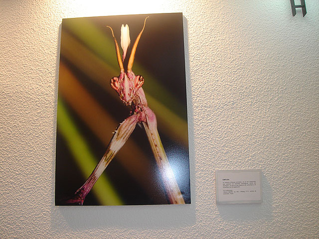Una exposición muestra la riqueza medioambiental del Mar Menor - 4, Foto 4