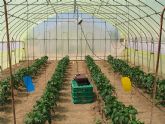 Agricultura investiga cmo reducir la temperatura en el interior de los invernaderos con materiales antitrmicos