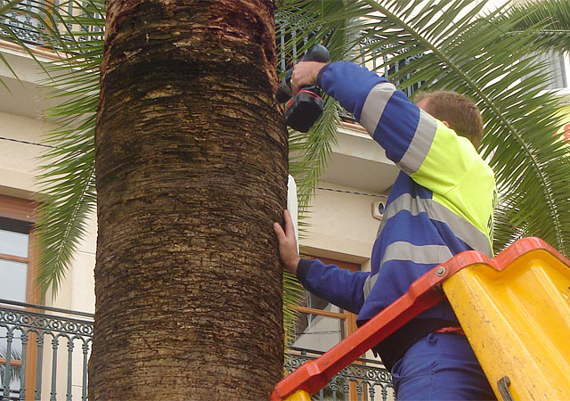 La concejalía de Parques y Jardines inicia un innovador tratamiento contra el picudo - 2, Foto 2