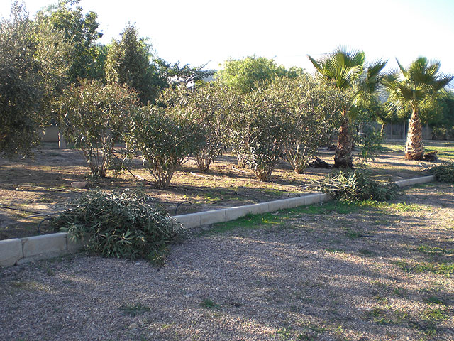 Realizan un plan de choque de acondicionamiento y limpieza en los parques y jardines del Polígono Industrial “El Saladar”, Foto 1