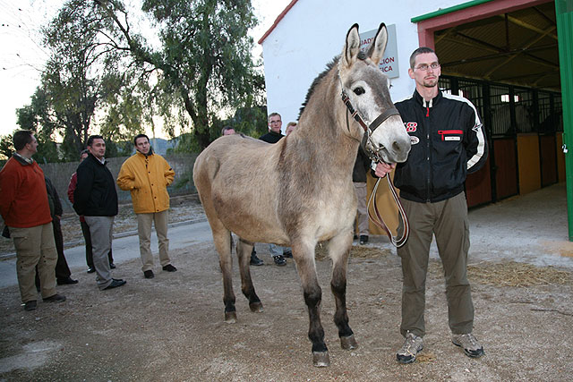 El ejército alemán compra cuatro mulos en Lorca para sus brigadas de alta montaña - 1, Foto 1
