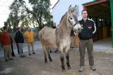 El ejrcito alemn compra cuatro mulos en Lorca para sus brigadas de alta montaña