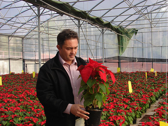 El Ayuntamiento de Lorca plantará este invierno 20.500 plantas para dar una imagen navideña a los jardines del municipio - 1, Foto 1