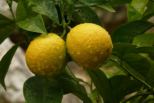 Según ASAJA Murcia, la competencia desleal de terceros países productores estanca la campaña regional de limón - 1, Foto 1