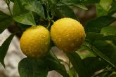 Según ASAJA Murcia, la competencia desleal de terceros países productores estanca la campaña regional de limón