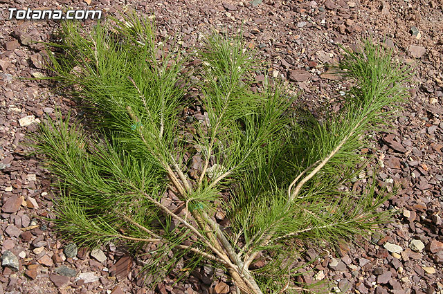 Plantan 30 rboles autctonos en la Ciudad Deportiva “Sierra Espuña” para celebrar el 30 aniversario de la Constitucin Española - 3