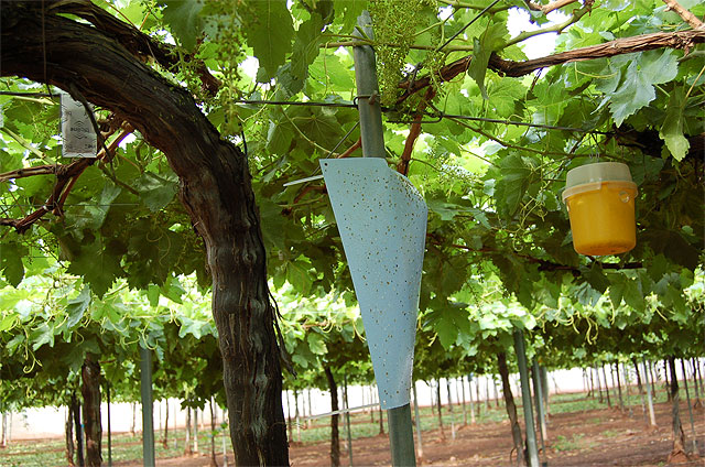Un estudio europeo detecta mayor calidad y seguridad alimentaria en uvas de España y de Murcia respecto a las de otros países - 1, Foto 1