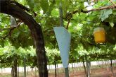 Un estudio europeo detecta mayor calidad y seguridad alimentaria en uvas de España y de Murcia respecto a las de otros países