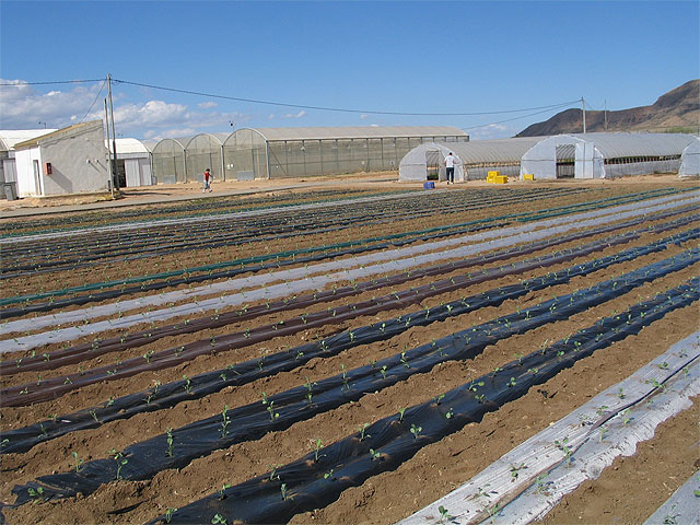 Agricultura estudia el uso de nuevos materiales degradables de acolchado en cultivos por su menor impacto ambiental - 1, Foto 1