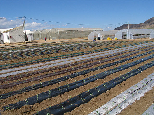 Agricultura estudia el uso de nuevos materiales degradables de acolchado en cultivos por su menor impacto ambiental - 1, Foto 1