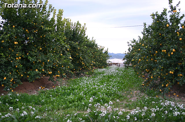 Inauguran la rehabilitacin y pavimentacin del firme del camino de la Casa de Cervantes-Deilor - 4
