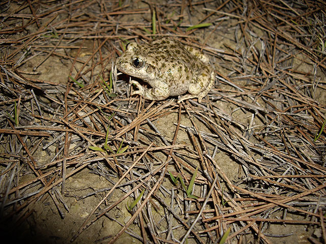 Voluntarios de ANSE trabajan para mejorar el conocimiento de la biodiversidad en la cuenca hidrográfica del Segura - 1, Foto 1