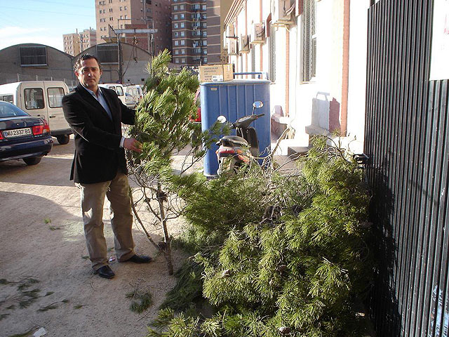 El Ayuntamiento de Lorca reparte 3.000 ramas para que puedan ser utilizadas como árboles de Navidad - 1, Foto 1