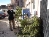 El Ayuntamiento de Lorca reparte 3.000 ramas para que puedan ser utilizadas como árboles de Navidad