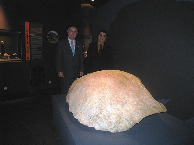 El Museo de Paleontologa de la Regin acoger los restos de las tortugas fsiles halladas en el Puerto de la Cadena, Foto 1