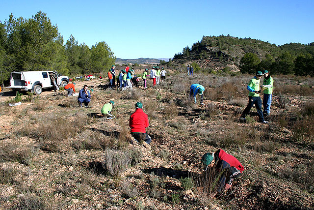 GEPNACE vuelve al monte para seguir replantando pinos - 4, Foto 4