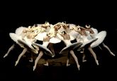 El Ballet de Moscú representa El lago de los cisnes en el Nuevo Teatro Circo