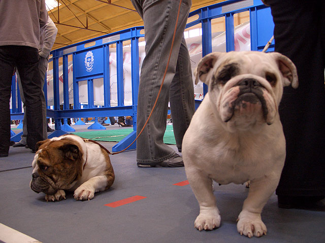 Bulldogs franceses, ingleses, pastores alemanes, caniches, así hasta 45 razas diferentes se han disputado el I Concurso Canino de Santomera celebrado en el Pabellón Multiuso durante el fin de semana - 1, Foto 1
