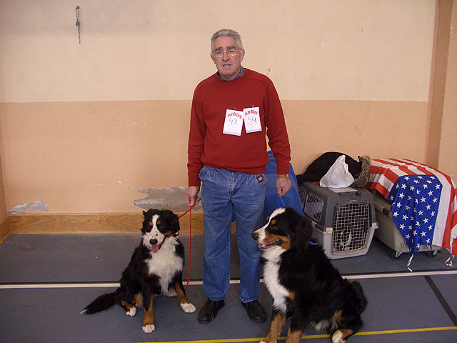 Bulldogs franceses, ingleses, pastores alemanes, caniches, as hasta 45 razas diferentes se han disputado el I Concurso Canino de Santomera celebrado en el Pabelln Multiuso durante el fin de semana - 1