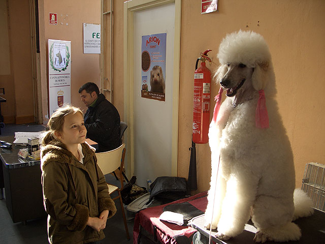 Bulldogs franceses, ingleses, pastores alemanes, caniches, as hasta 45 razas diferentes se han disputado el I Concurso Canino de Santomera celebrado en el Pabelln Multiuso durante el fin de semana - 2